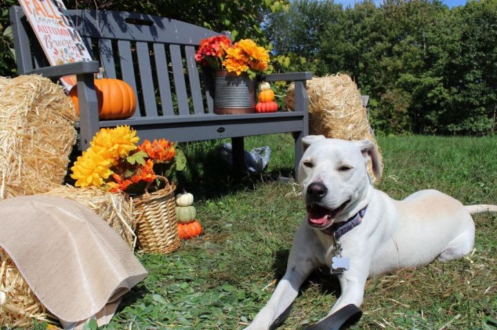 Butternut *HERE IN NH*, an adoptable Pit Bull Terrier Mix in Northwood, NH_image-3