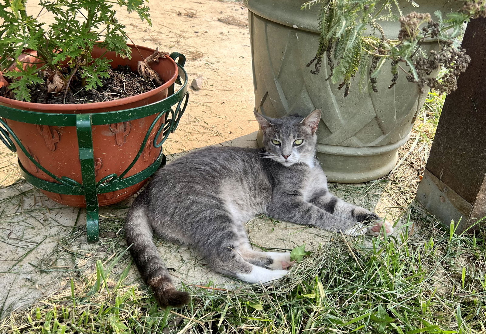 Lola