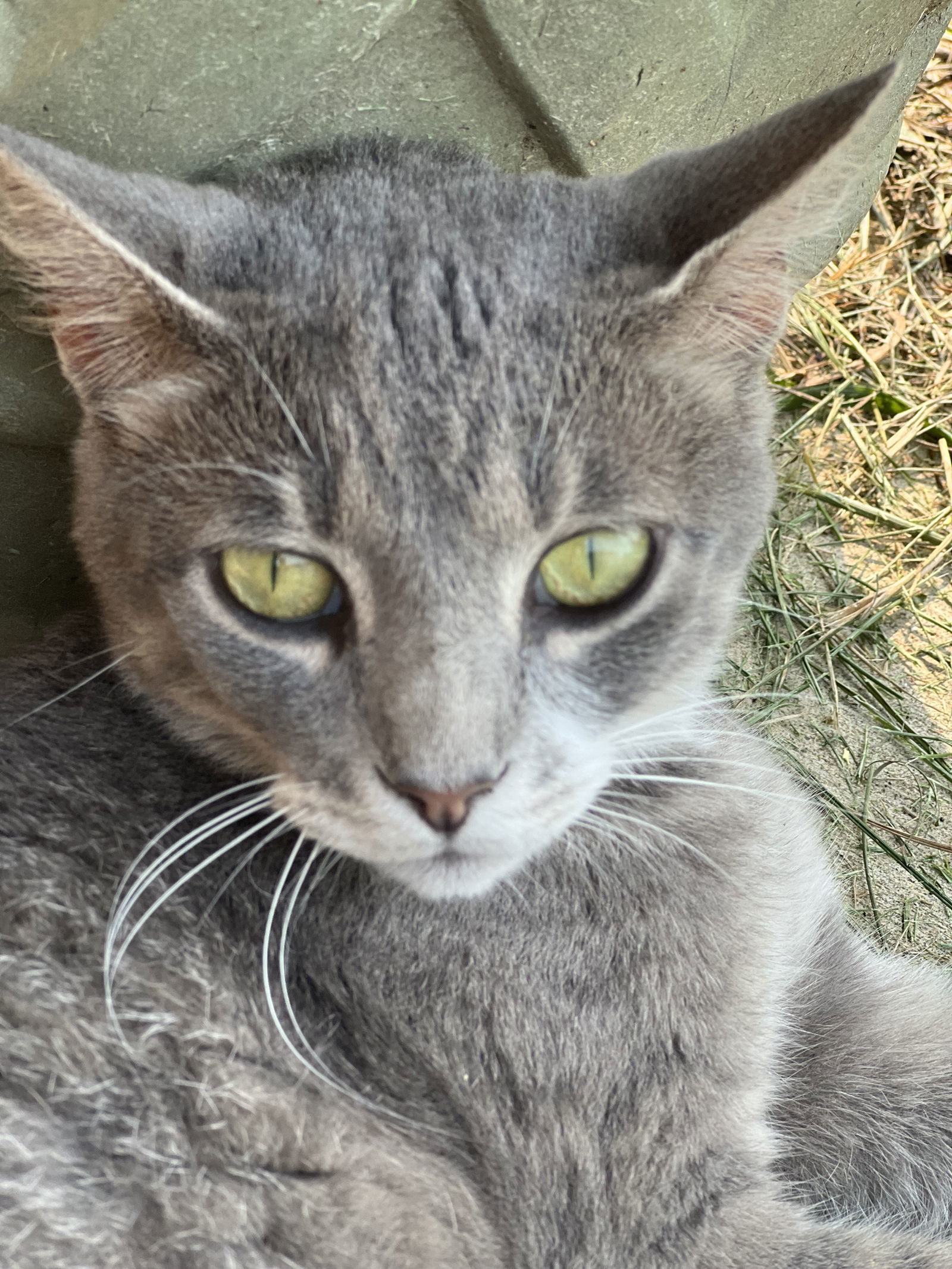 Lola, an adoptable Domestic Short Hair in Cromwell, KY, 42333 | Photo Image 2