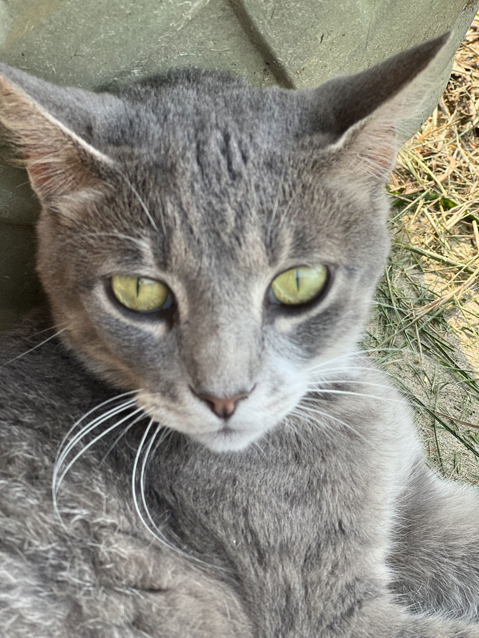 Lola
