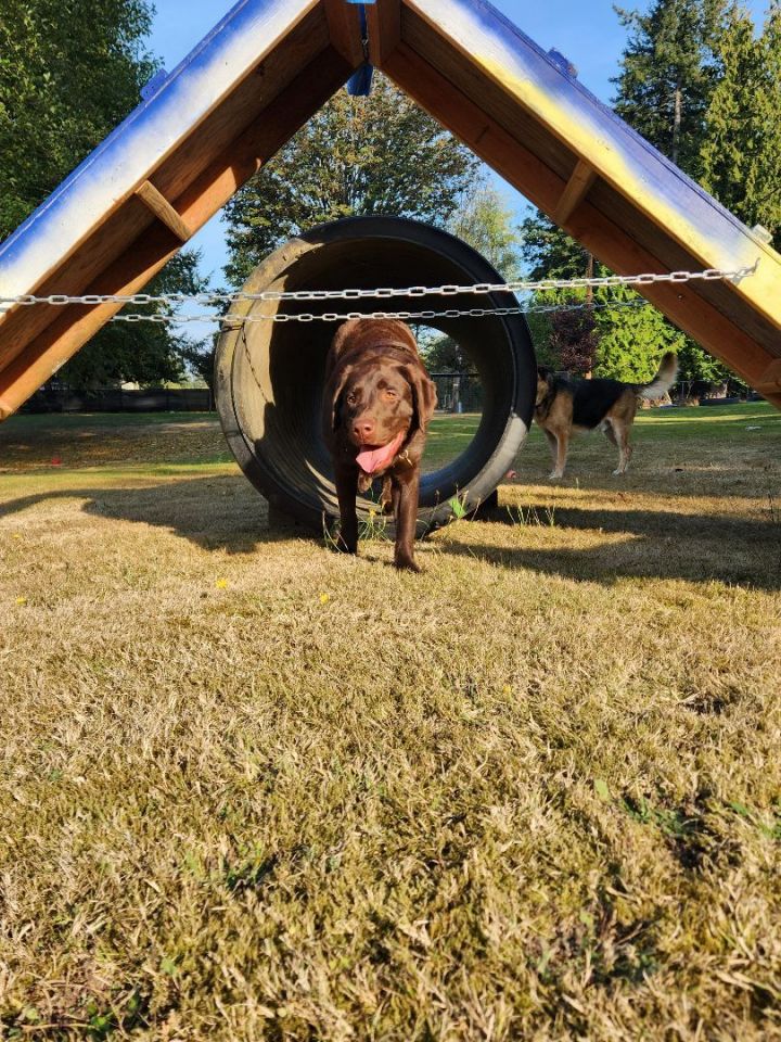 Koda, an adoptable Chocolate Labrador Retriever in Silverdale, WA_image-6