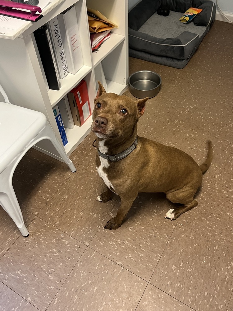 Zoe, an adoptable Labrador Retriever, Pit Bull Terrier in Westbrook, CT, 06498 | Photo Image 1