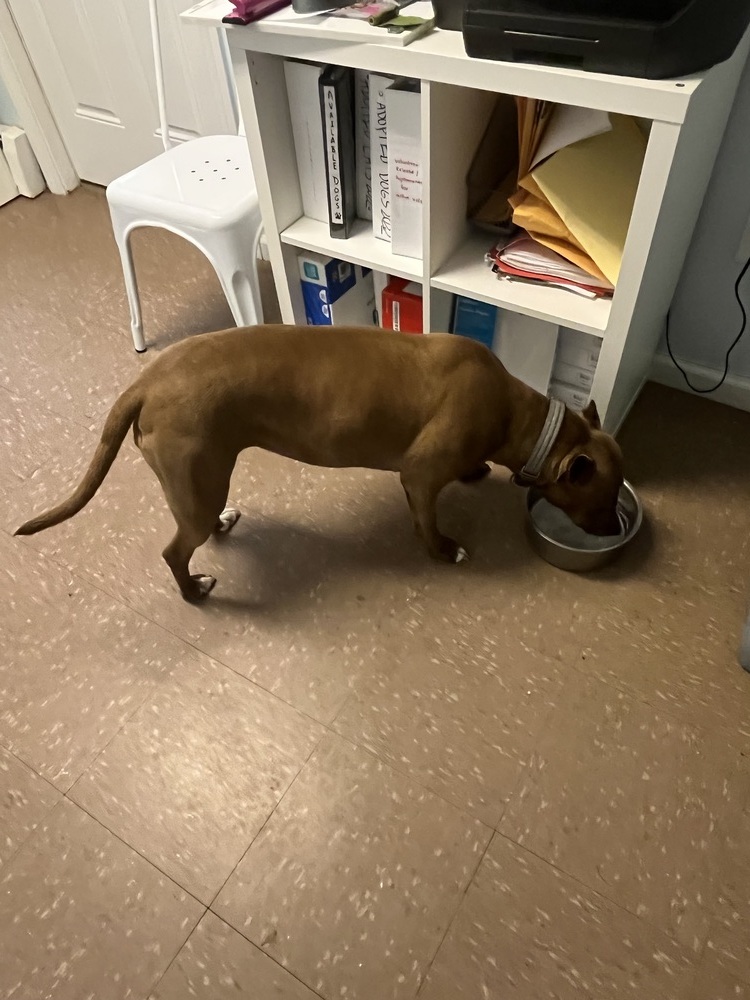 Zoe, an adoptable Labrador Retriever, Pit Bull Terrier in Westbrook, CT, 06498 | Photo Image 2