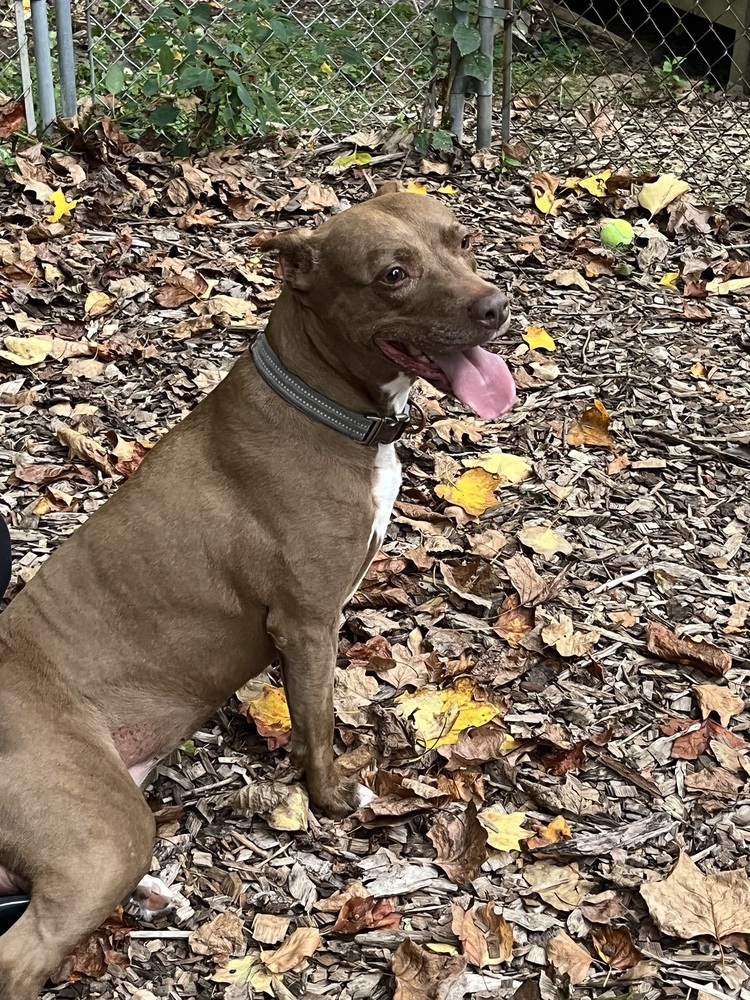 Zoe, an adoptable Labrador Retriever, Pit Bull Terrier in Westbrook, CT, 06498 | Photo Image 3