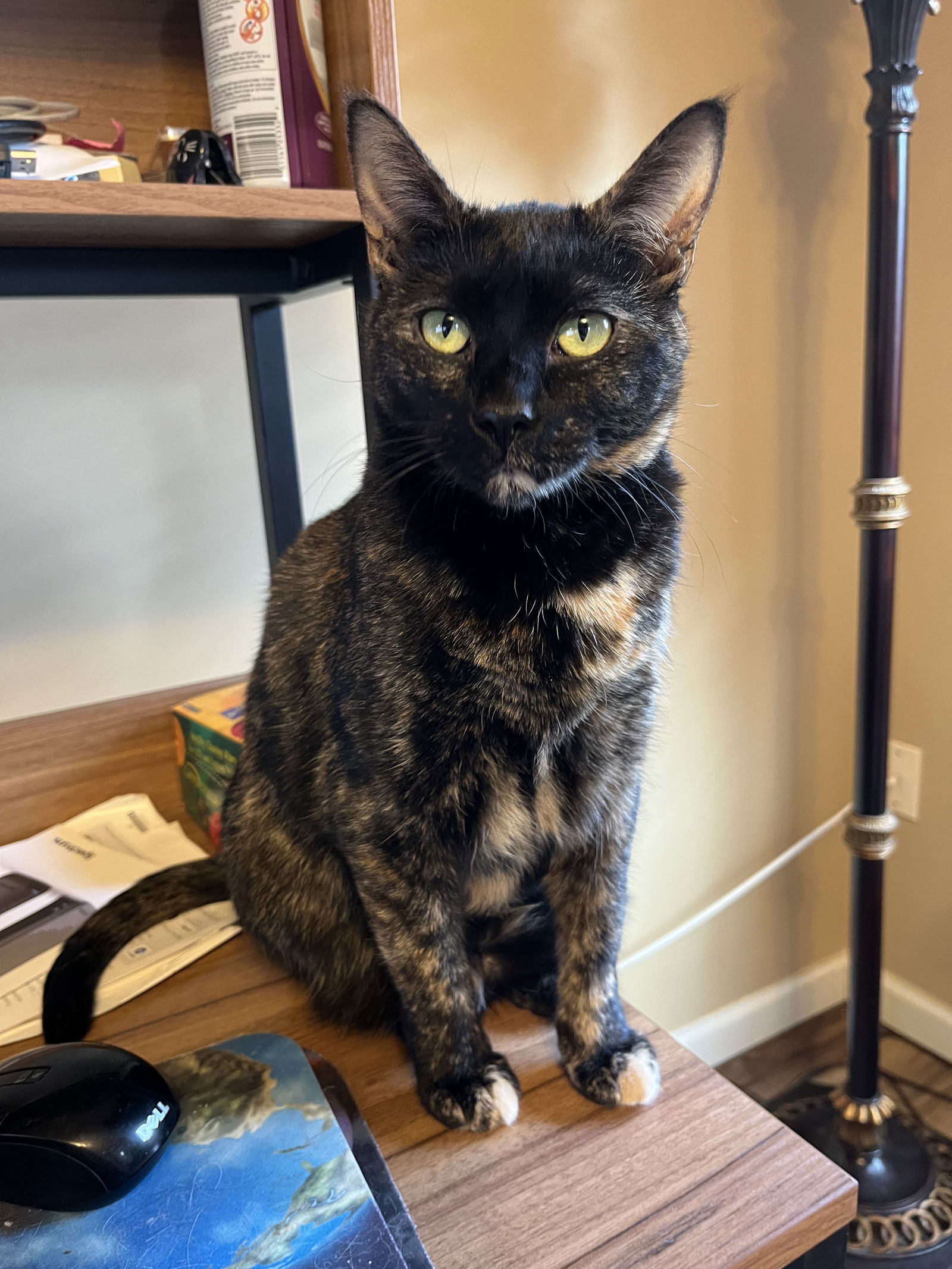 Shelly, an adoptable Domestic Short Hair in Eureka, MO, 63025 | Photo Image 1