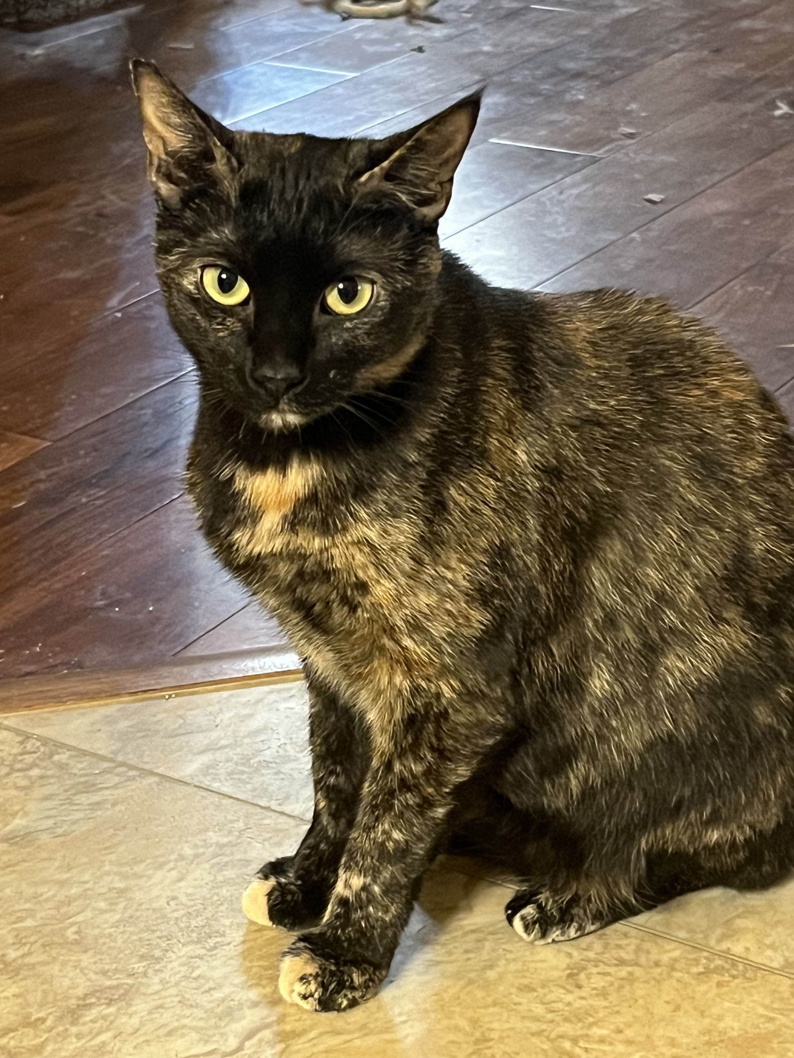 Shelly, an adoptable Domestic Short Hair in Eureka, MO, 63025 | Photo Image 2