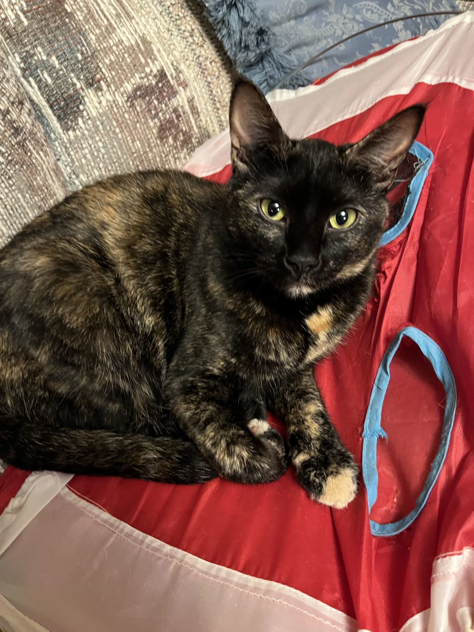 Shelly, an adoptable Domestic Short Hair in Eureka, MO, 63025 | Photo Image 3