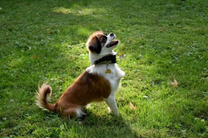 are tibetan spaniel good with kids