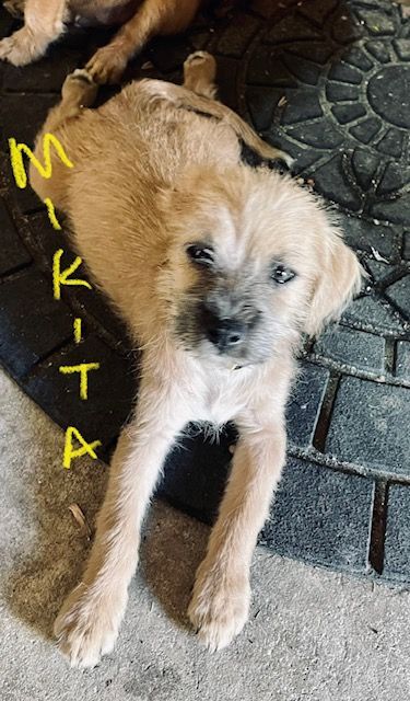 Mikita