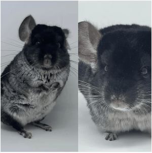 black velvet chinchillas