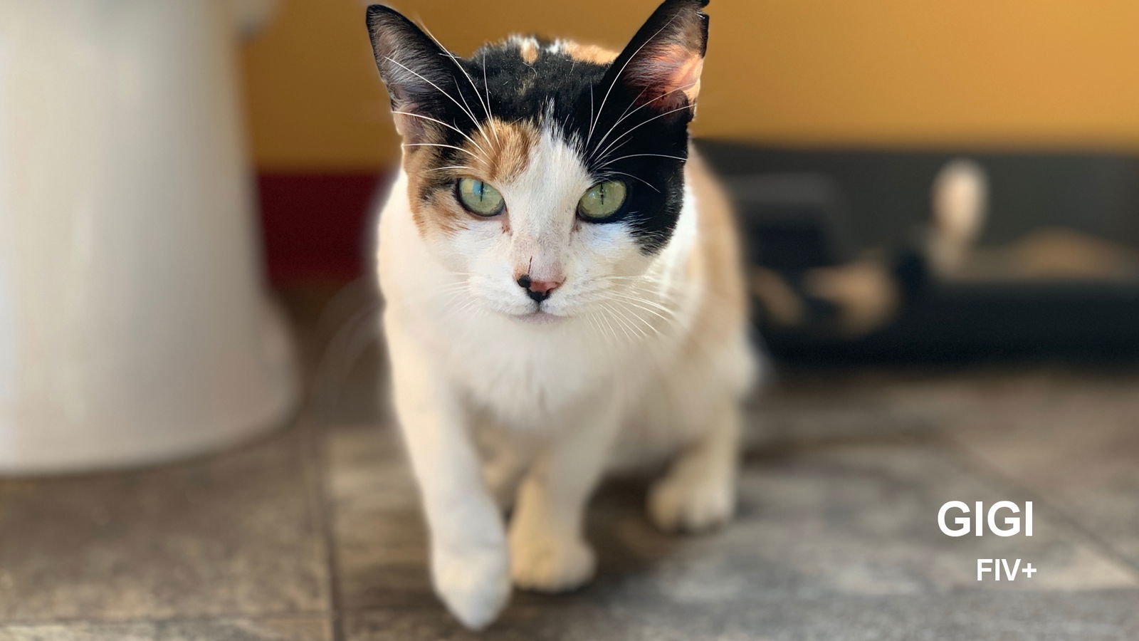 GiGi, an adoptable Calico in Santa Rosa, CA, 95404 | Photo Image 1