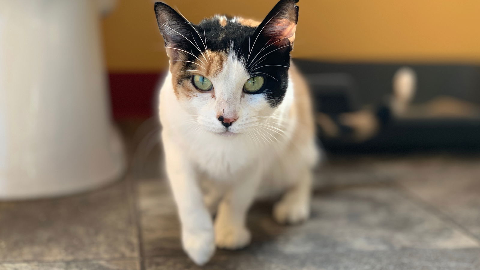 GiGi, an adoptable Calico in Santa Rosa, CA, 95404 | Photo Image 2