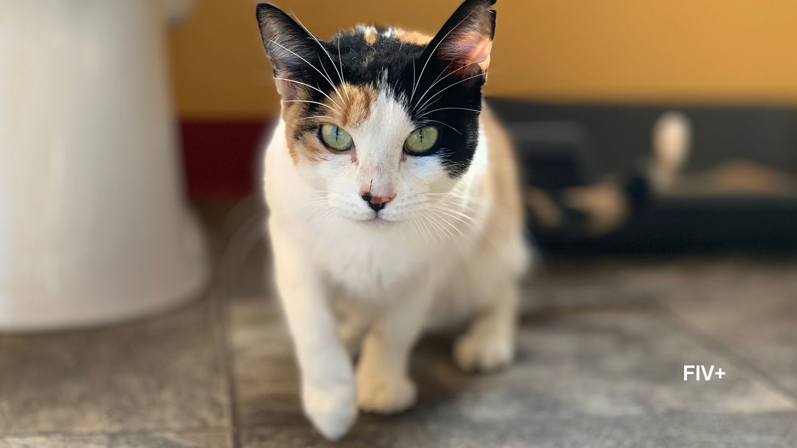 GiGi, an adoptable Calico in Santa Rosa, CA, 95404 | Photo Image 3