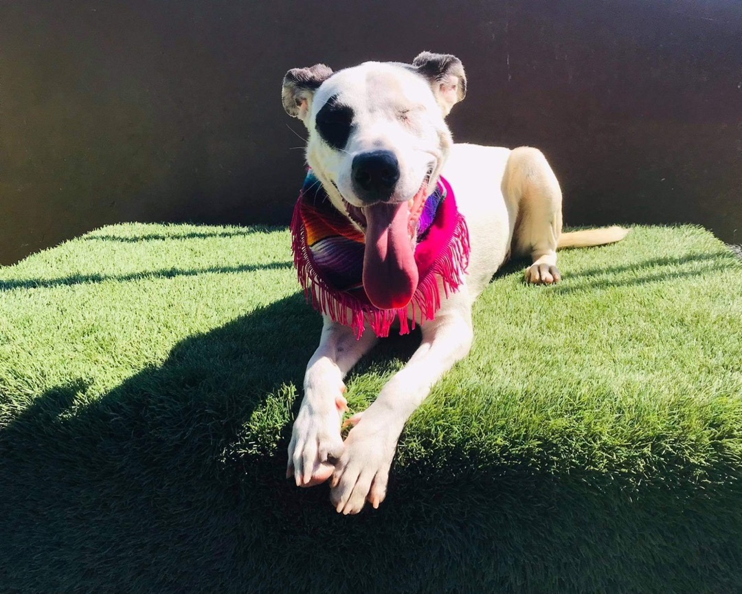 Samara, an adoptable Mixed Breed in Rancho Santa Fe, CA, 92067 | Photo Image 1