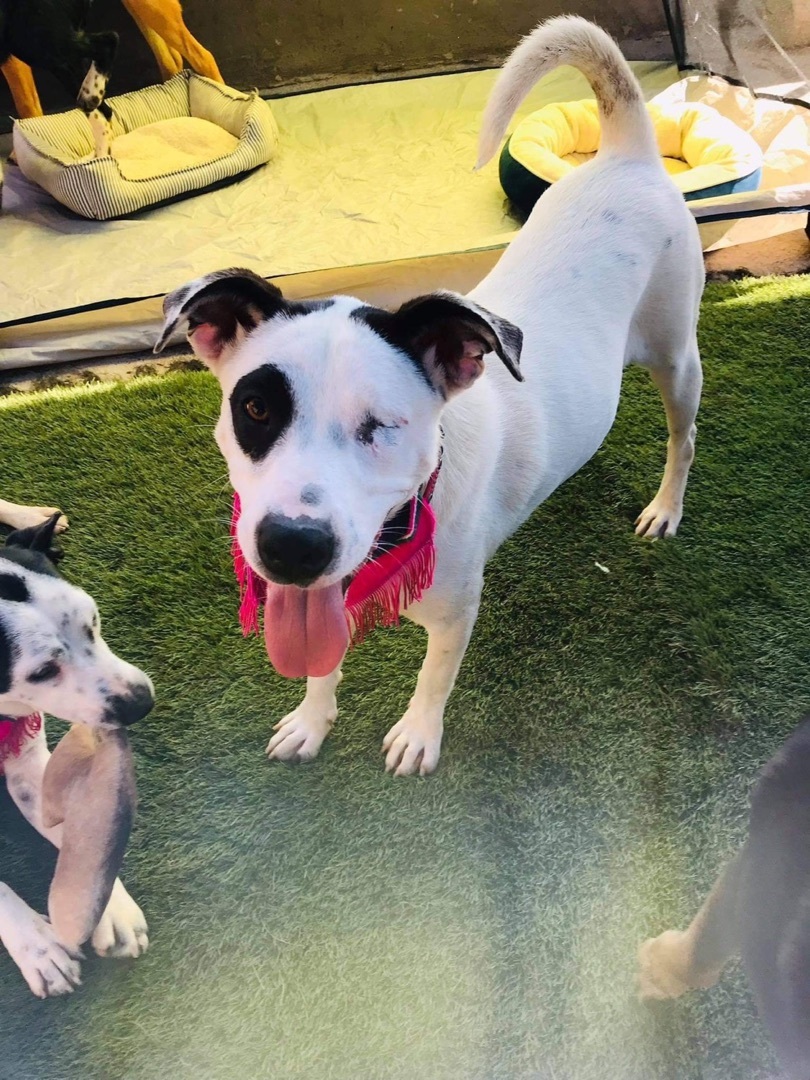 Samara, an adoptable Mixed Breed in Rancho Santa Fe, CA, 92067 | Photo Image 2