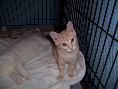 Jackson, an adoptable Tabby, Domestic Short Hair in South Plainfield, NJ, 07080 | Photo Image 1