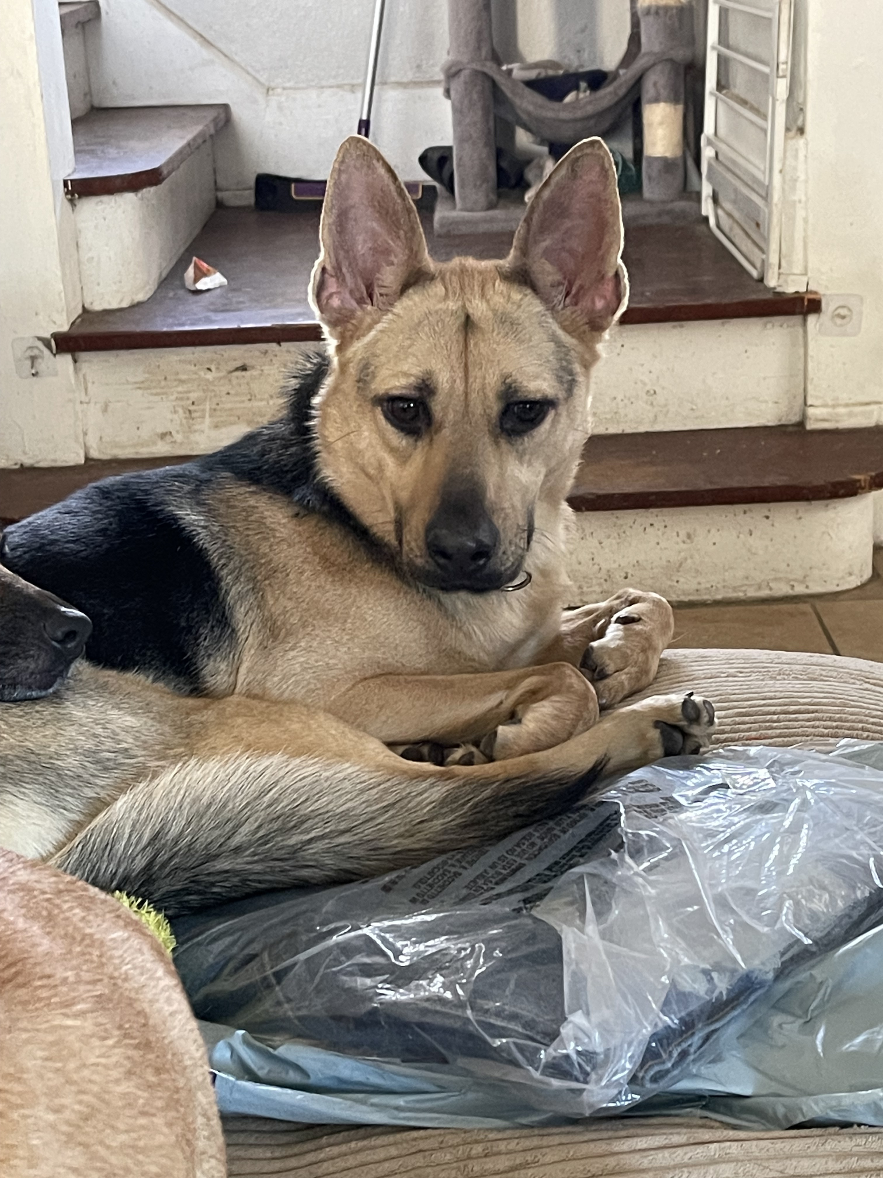 Tilly 2/07/2024, an adoptable German Shepherd Dog in Van Horne, IA, 52346 | Photo Image 1