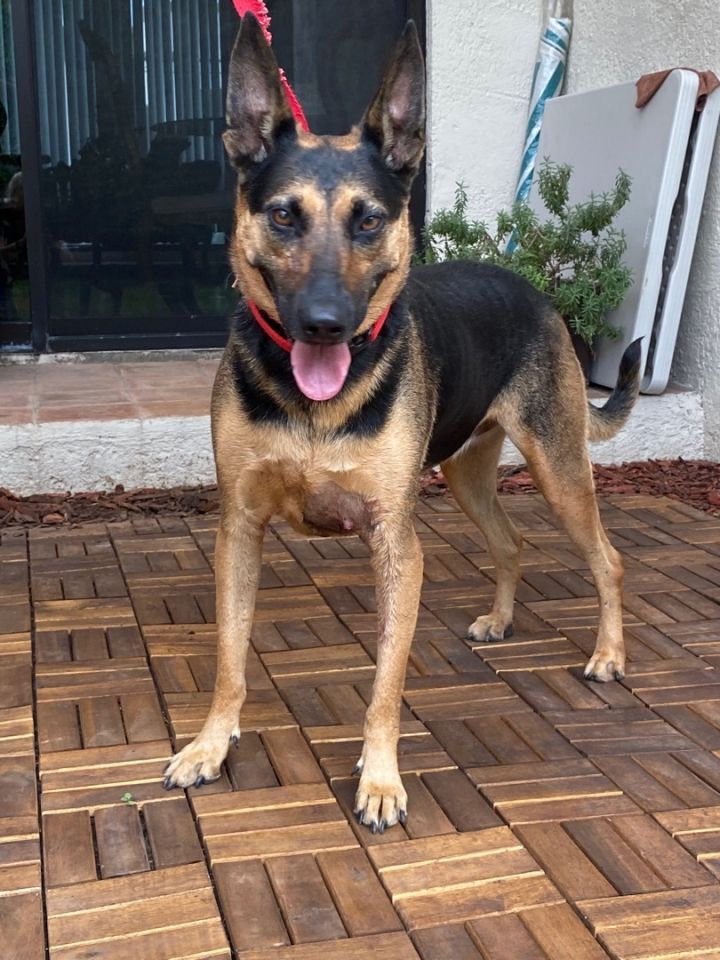 Shaved best sale german shepards