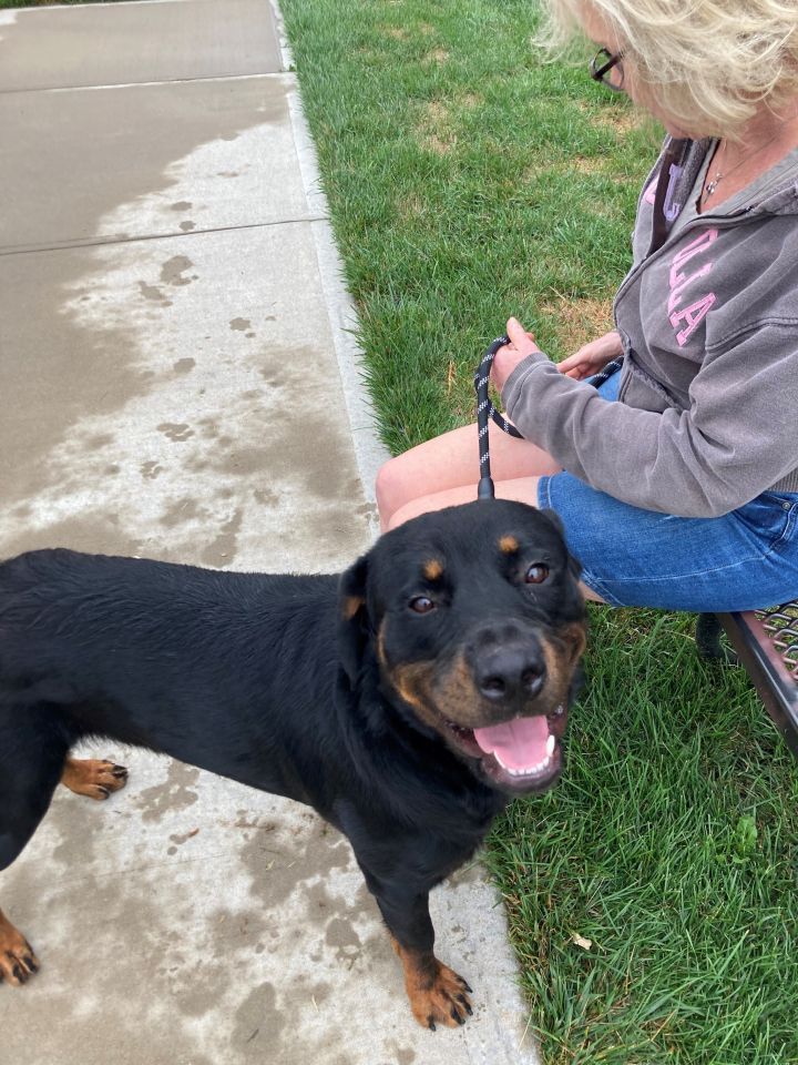 Ramone, an adoptable Rottweiler in Lincoln, NE_image-1
