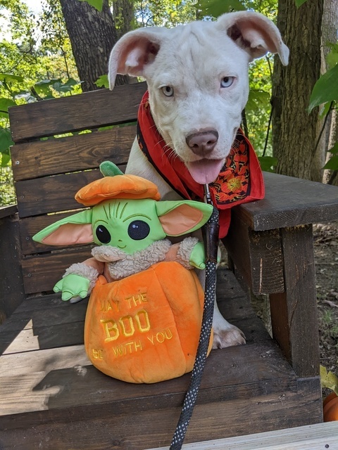 Nutter Butter (Cookie Canines)