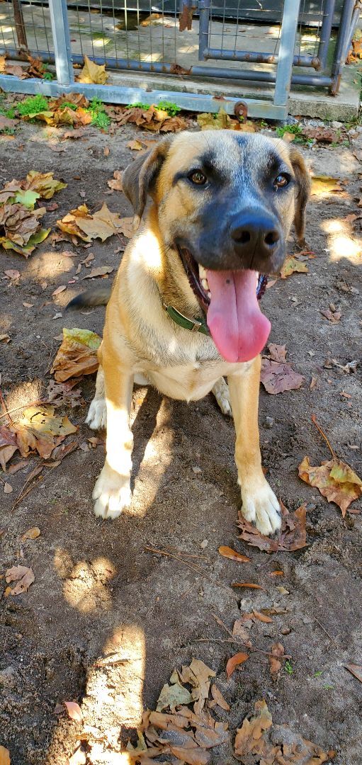 TJ, an adoptable German Shepherd Dog Mix in Conway, SC_image-3