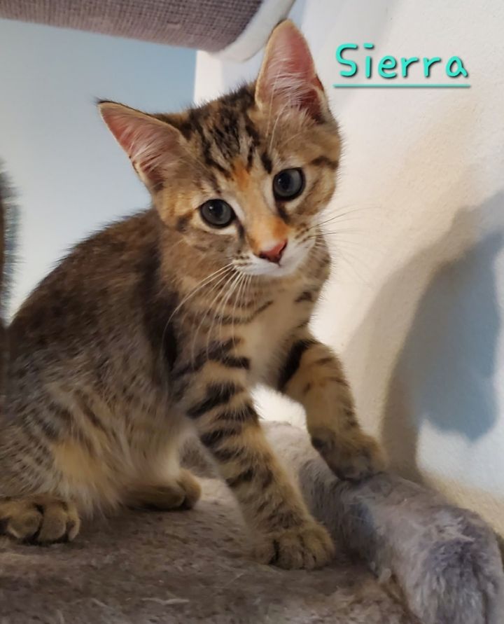 Sierra  2