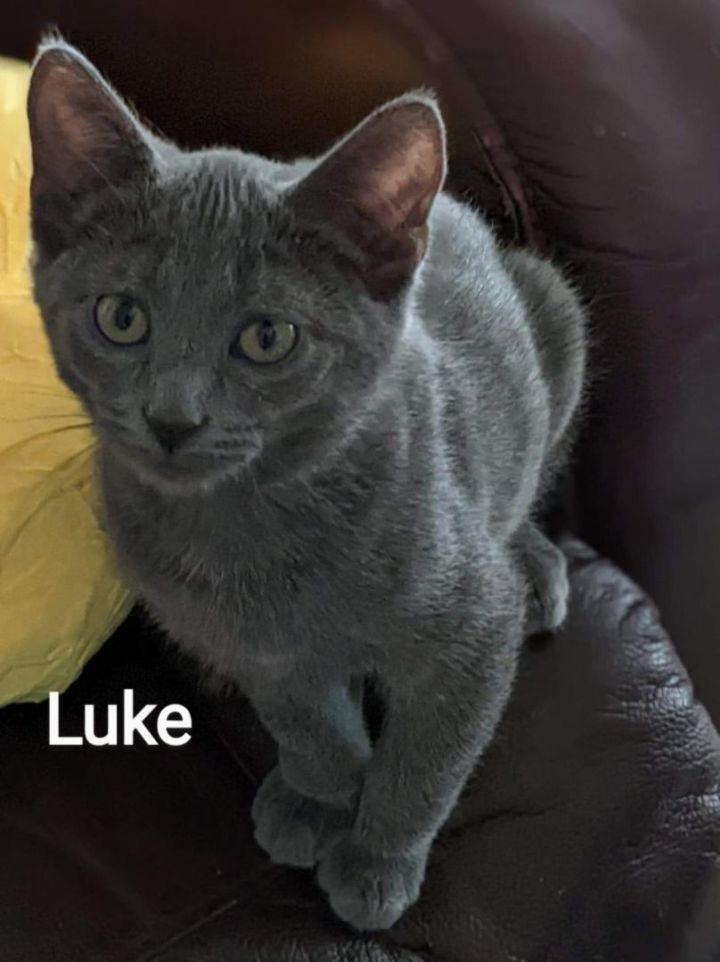 Luke, an adoptable Domestic Medium Hair in Clear Lake, IA_image-1