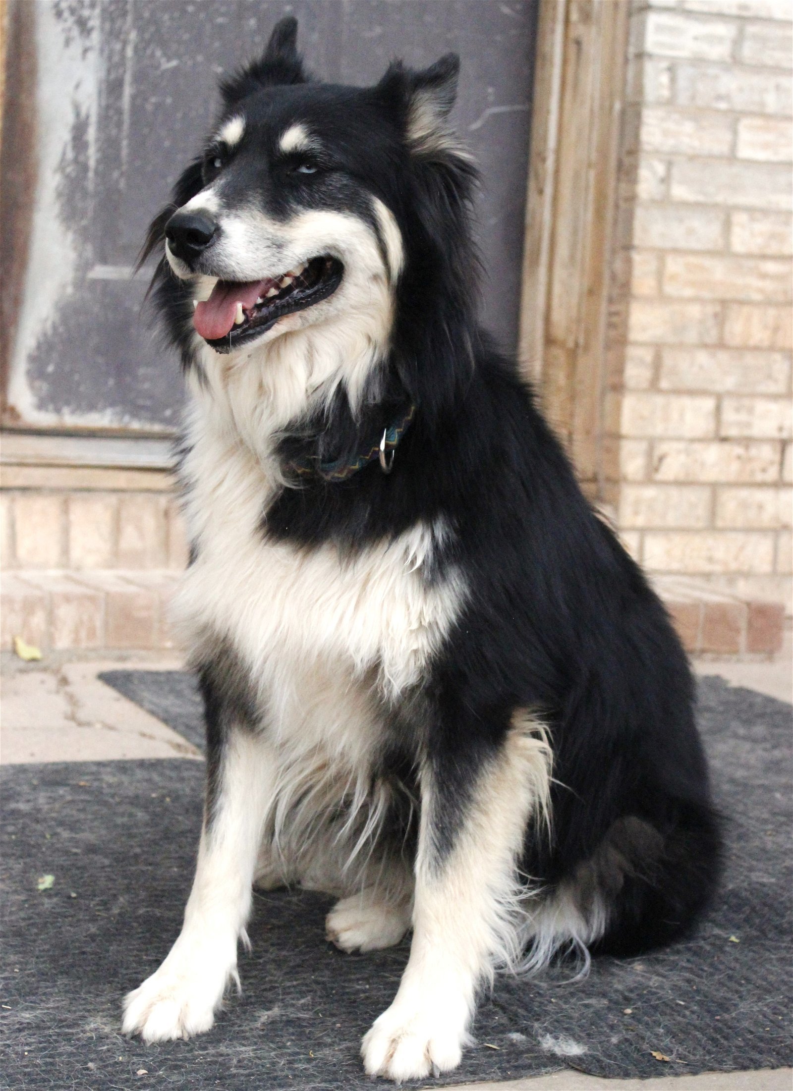 Ellie, an adoptable Siberian Husky in Cedar Crest, NM, 87008 | Photo Image 3