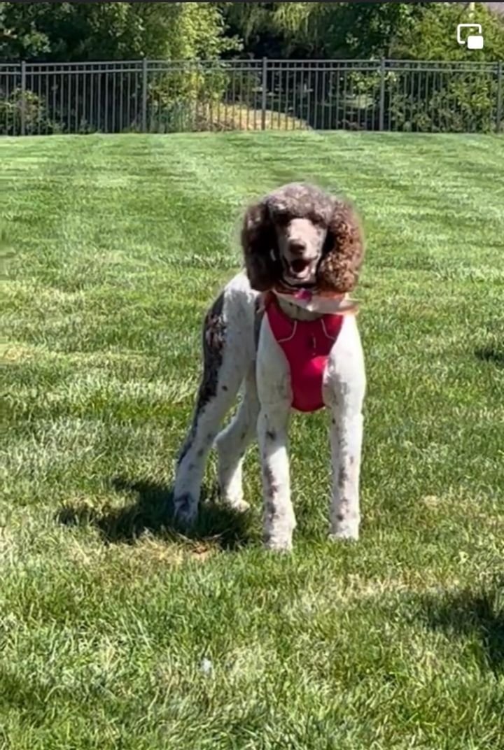 Coco - FENCED YARD REQUIRED - COMING SOON - NOT READY FOR ADOPTION UNTIL FULLY VETTED , an adoptable Standard Poodle Mix in Mentor, OH_image-2