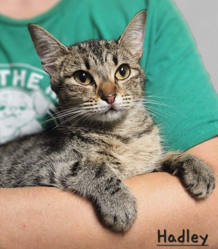 Hadley, an adoptable Domestic Short Hair in El Dorado, AR, 71730 | Photo Image 1