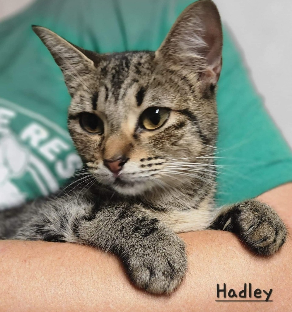 Hadley, an adoptable Domestic Short Hair in El Dorado, AR, 71730 | Photo Image 2