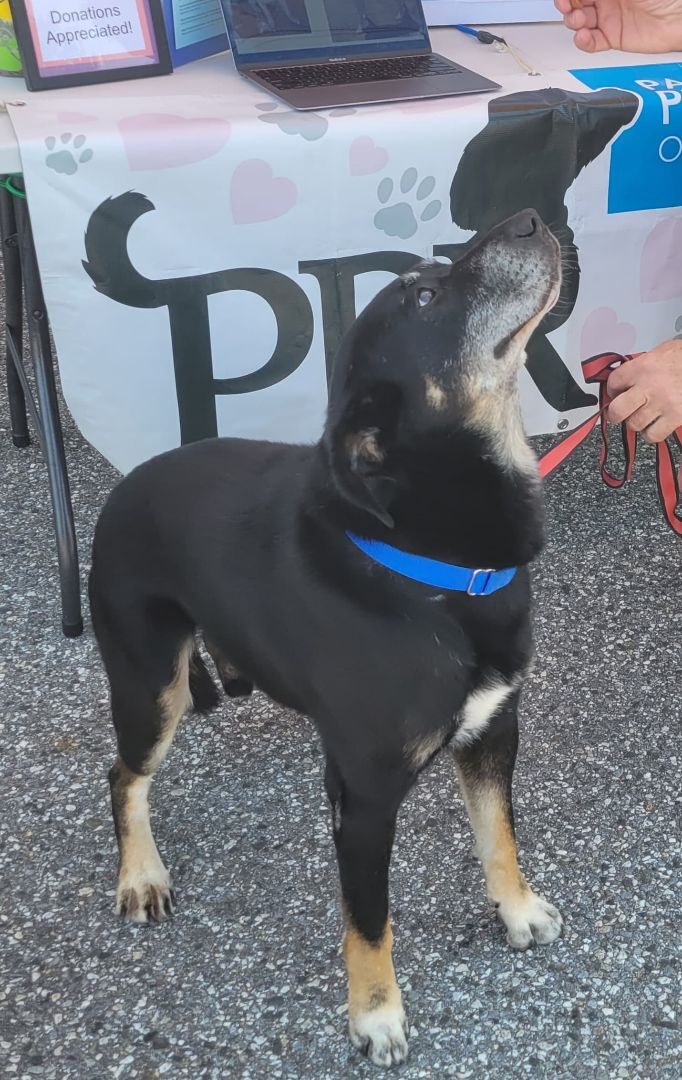 Dash, an adoptable Labrador Retriever Mix in Brunswick, ME_image-2