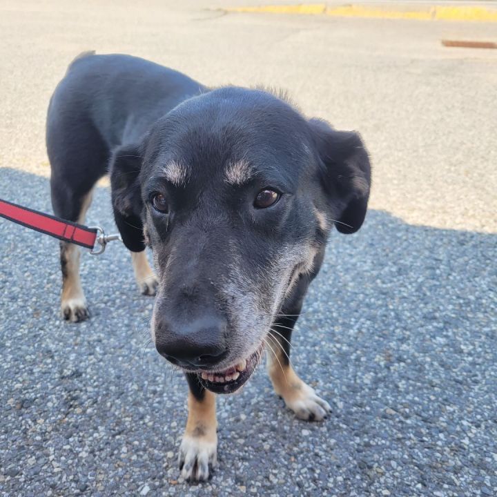 Dash, an adoptable Labrador Retriever Mix in Brunswick, ME_image-4