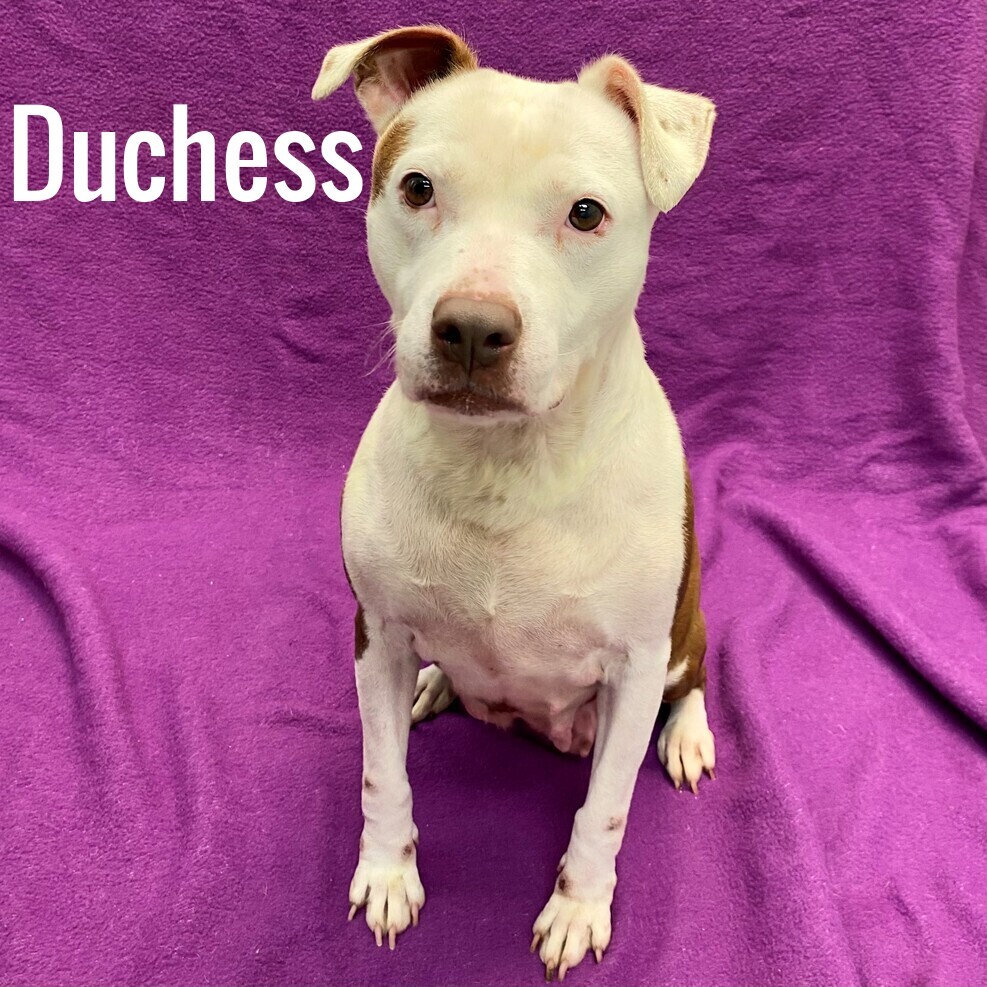 Dog for adoption Duchess, a Pit Bull Terrier in Pleasantville, NJ