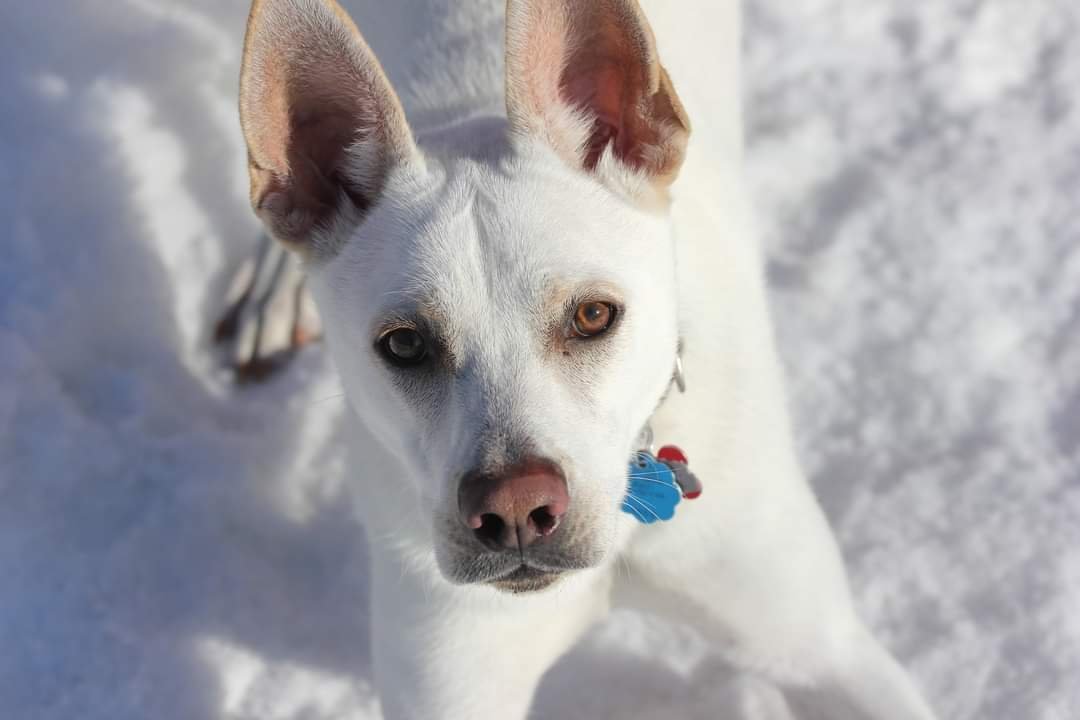 Fallon D5629, an adoptable Labrador Retriever, Shepherd in minneapolis, MN, 55417 | Photo Image 1