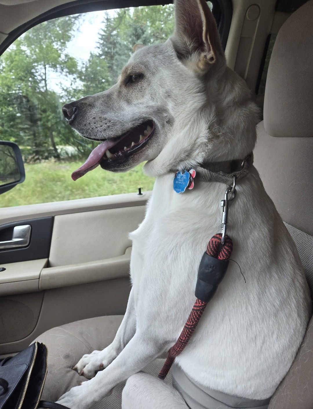 Fallon D5629, an adoptable Labrador Retriever, Shepherd in minneapolis, MN, 55417 | Photo Image 2