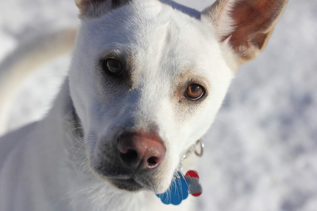 Fallon D5629, an adoptable Labrador Retriever, Shepherd in minneapolis, MN, 55417 | Photo Image 3