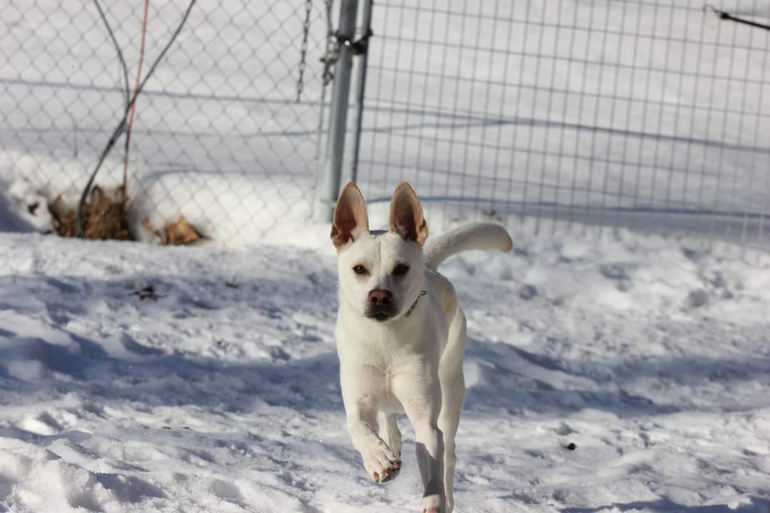 Fallon D5629, an adoptable Labrador Retriever, Shepherd in minneapolis, MN, 55417 | Photo Image 3