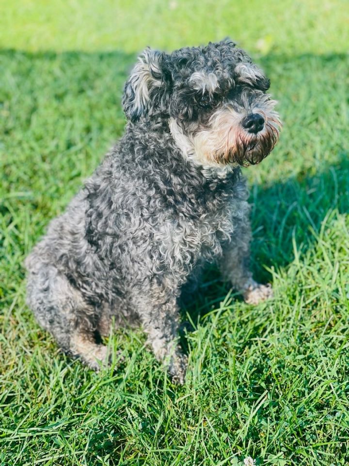 Muffy, an adoptable Miniature Schnauzer in South Charleston, OH_image-1
