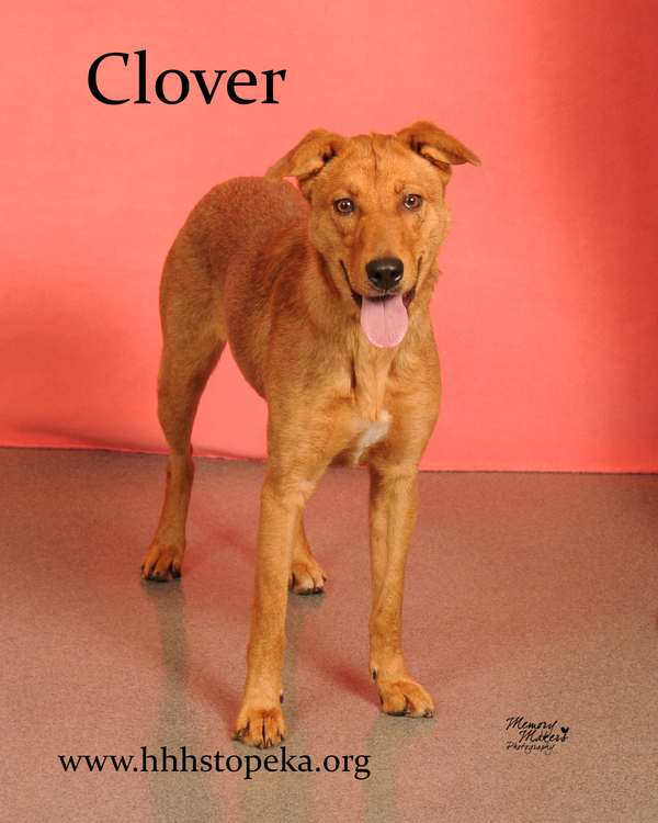 Clover