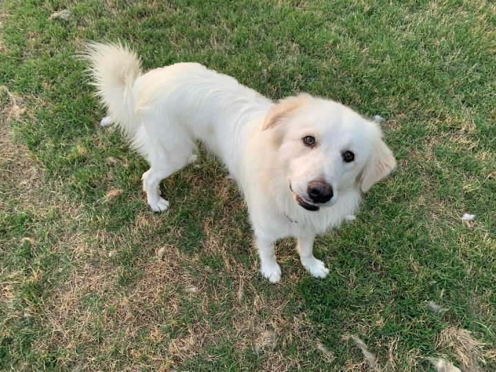 Chipster, an adopted Great Pyrenees in Kiowa, OK_image-2