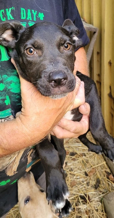 ZCL-D-Jack, an adoptable Bull Terrier in Horn Lake, MS, 38637 | Photo Image 1