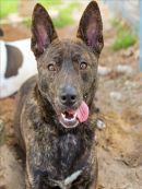 LOXIE's profile on Petfinder.com