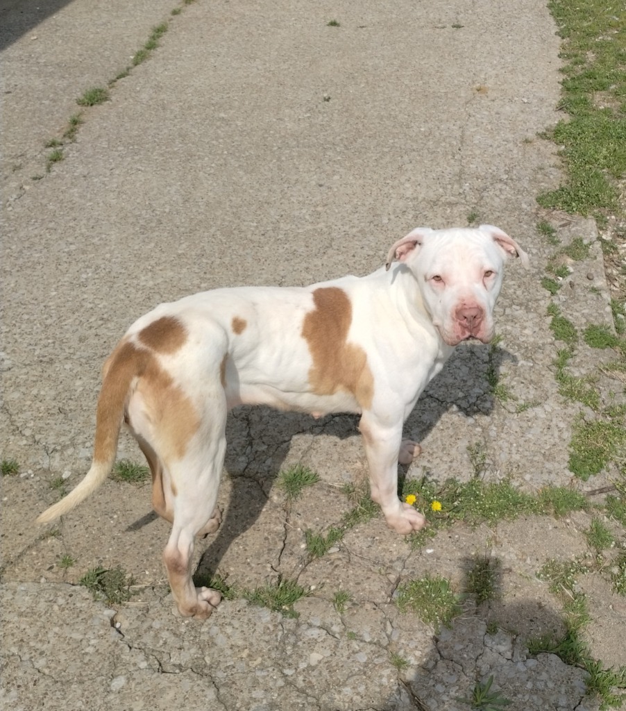 Jeanie Lee, an adoptable Pit Bull Terrier in Henderson, KY, 42420 | Photo Image 1