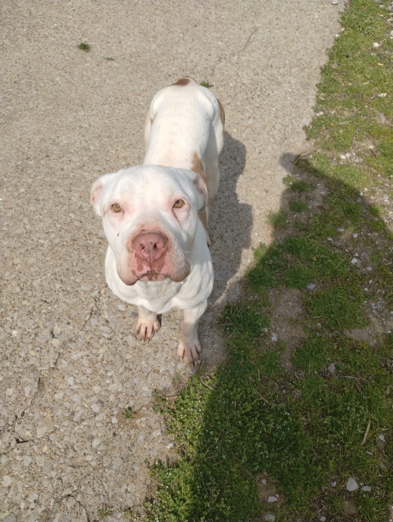 Jeanie Lee, an adoptable Pit Bull Terrier in Henderson, KY, 42420 | Photo Image 2