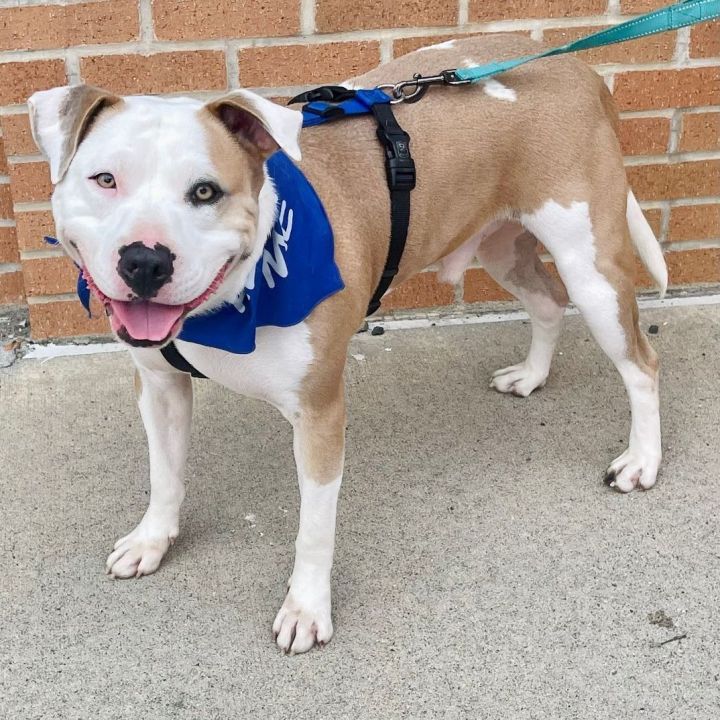 Bulldog sales terrier mix