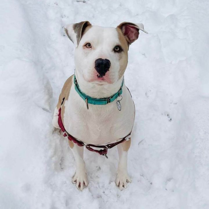 American bulldog hot sale staffordshire mix