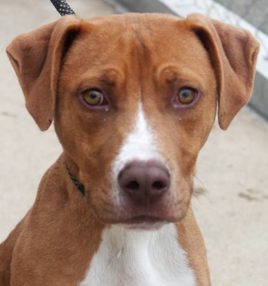 Frank, an adoptable Pit Bull Terrier & Hound Mix in Carrollton, GA_image-1