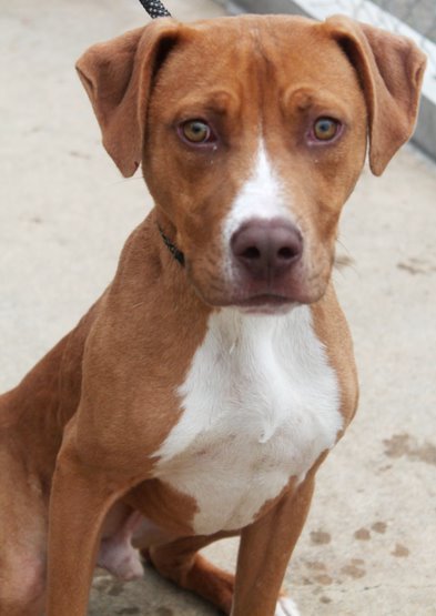 Frank, an adoptable Pit Bull Terrier & Hound Mix in Carrollton, GA_image-2