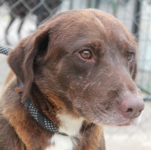 Gordo, an adoptable Labrador Retriever Mix in Carrollton, GA_image-1